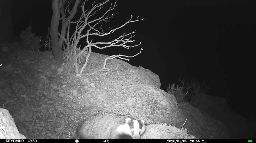 Blaireau européen Meles meles (Linnaeus, 1758)