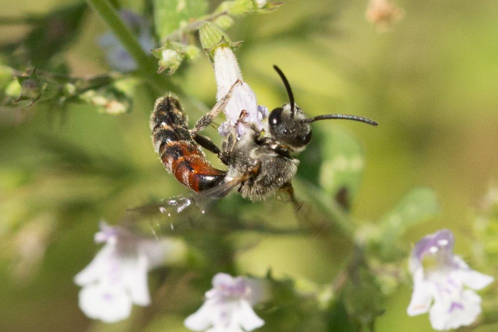  Lasioglossum nigripes (Lepeletier, 1841)