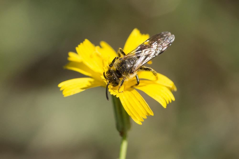  Lasioglossum nigripes (Lepeletier, 1841)
