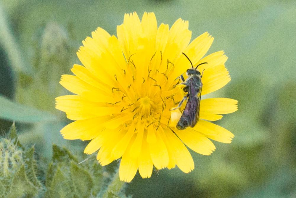  Lasioglossum nigripes (Lepeletier, 1841)
