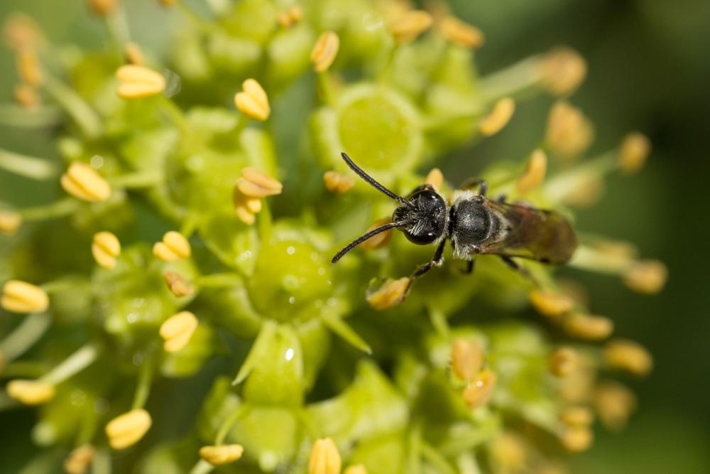  Lasioglossum nigripes (Lepeletier, 1841)