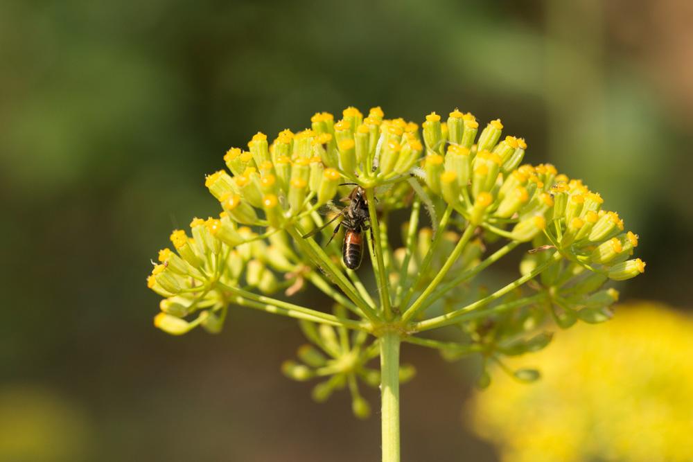  Lasioglossum nigripes (Lepeletier, 1841)