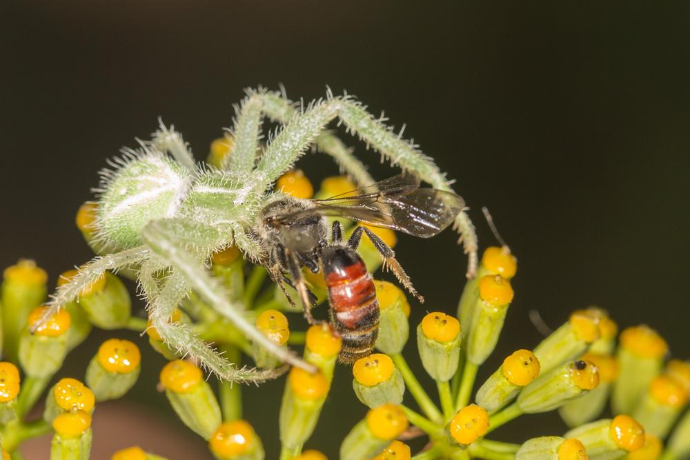  Lasioglossum nigripes (Lepeletier, 1841)