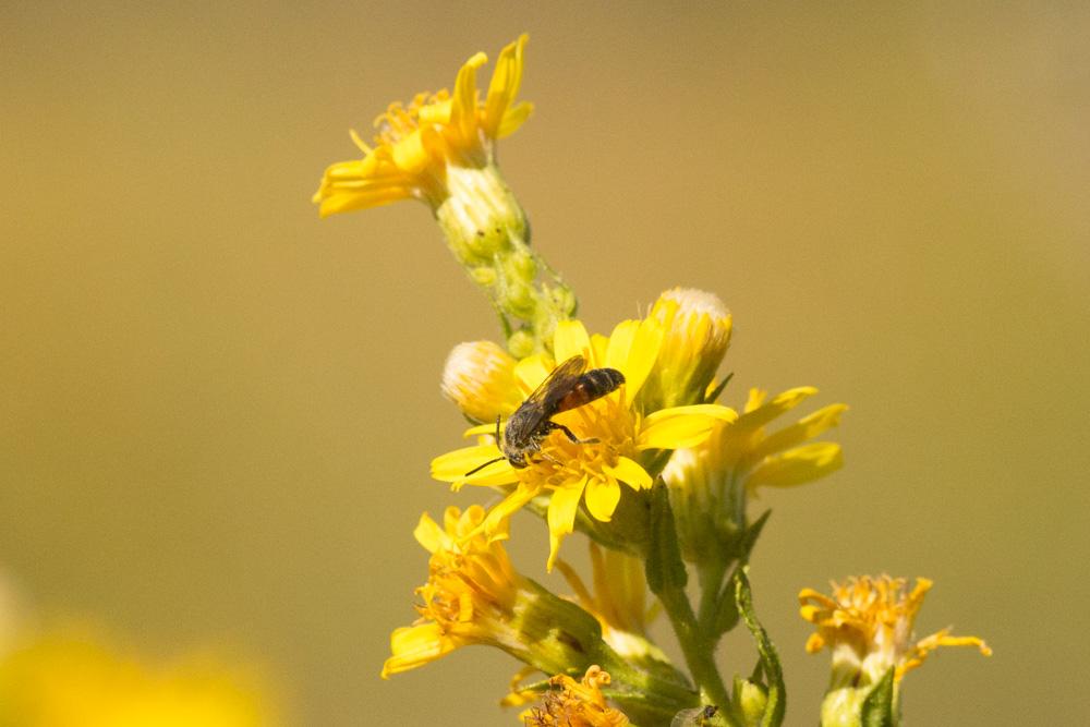Lasioglossum nigripes (Lepeletier, 1841)