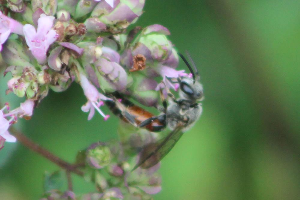  Lasioglossum nigripes (Lepeletier, 1841)