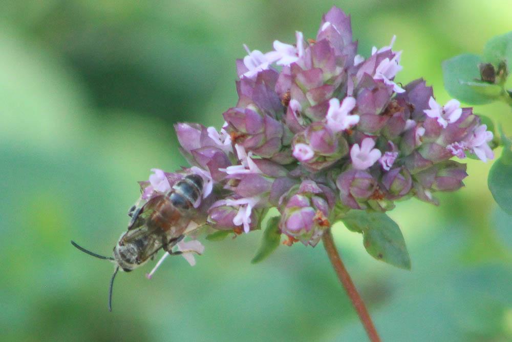  Lasioglossum nigripes (Lepeletier, 1841)