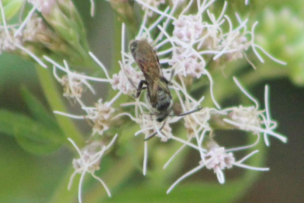  Lasioglossum nigripes (Lepeletier, 1841)