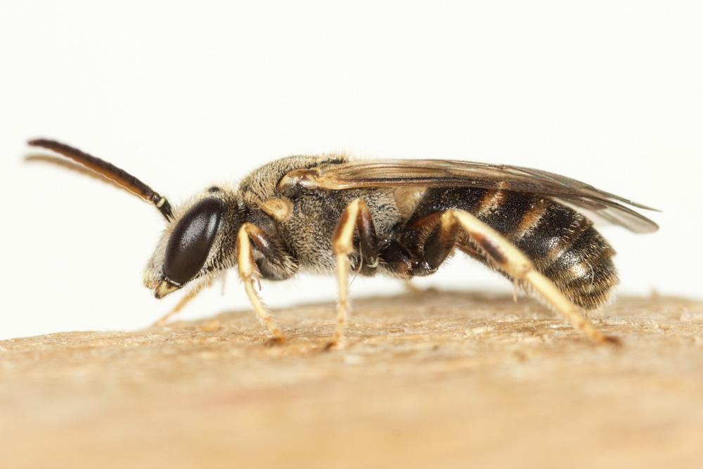  Lasioglossum malachurum (Kirby, 1802)