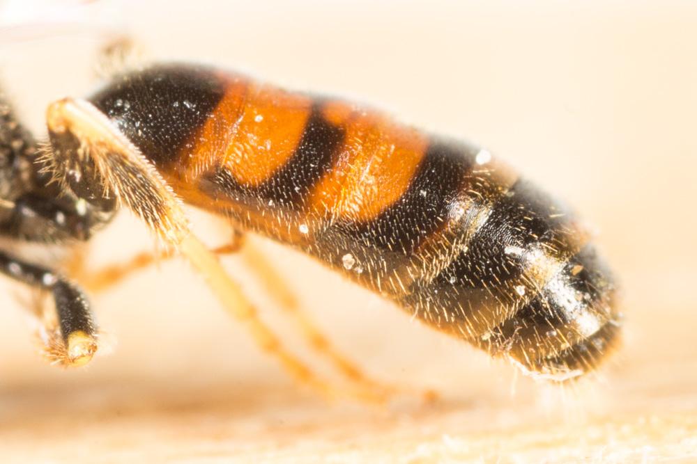  Lasioglossum mediterraneum (Blüthgen, 1926)
