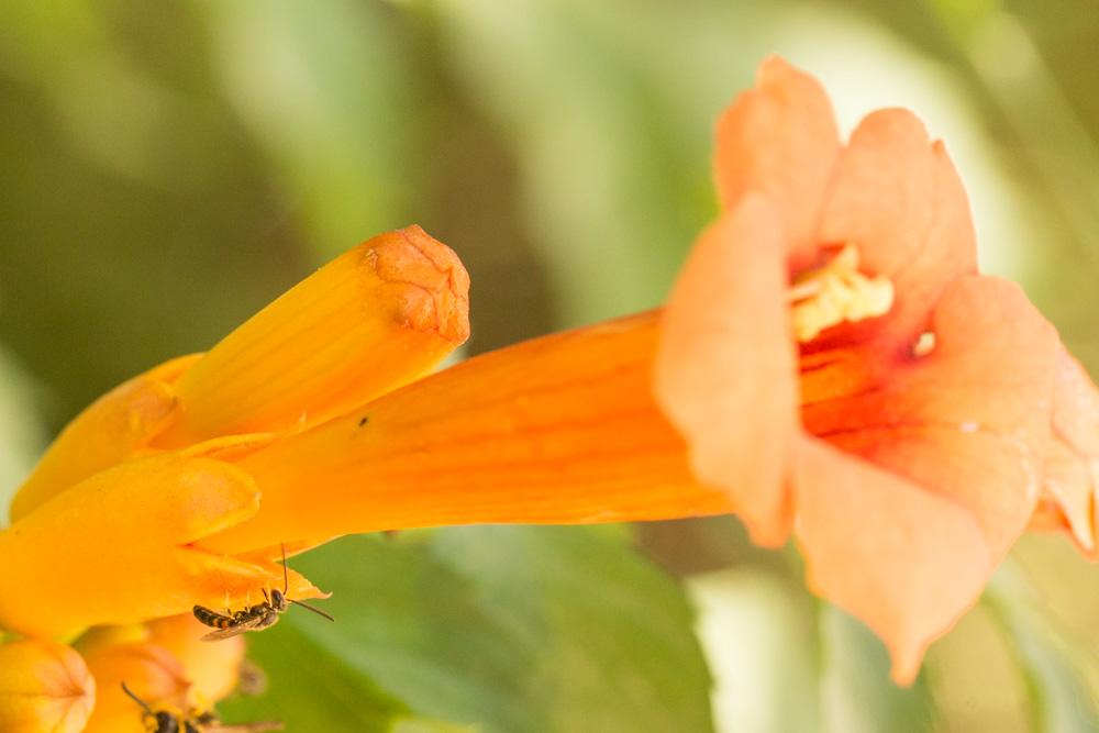  Lasioglossum mediterraneum (Blüthgen, 1926)