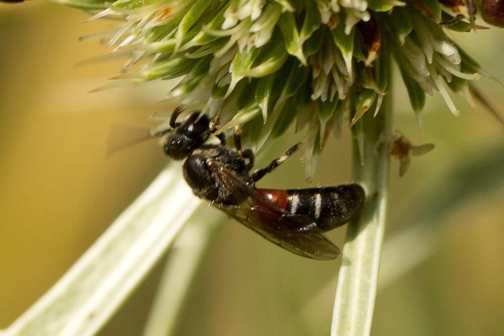  Lasioglossum interruptum (Panzer, 1798)