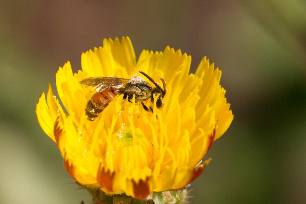  Lasioglossum malachurum (Kirby, 1802)