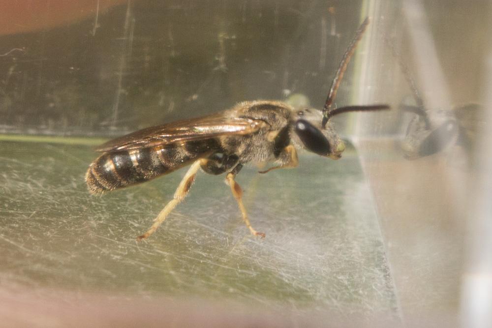  Lasioglossum malachurum (Kirby, 1802)