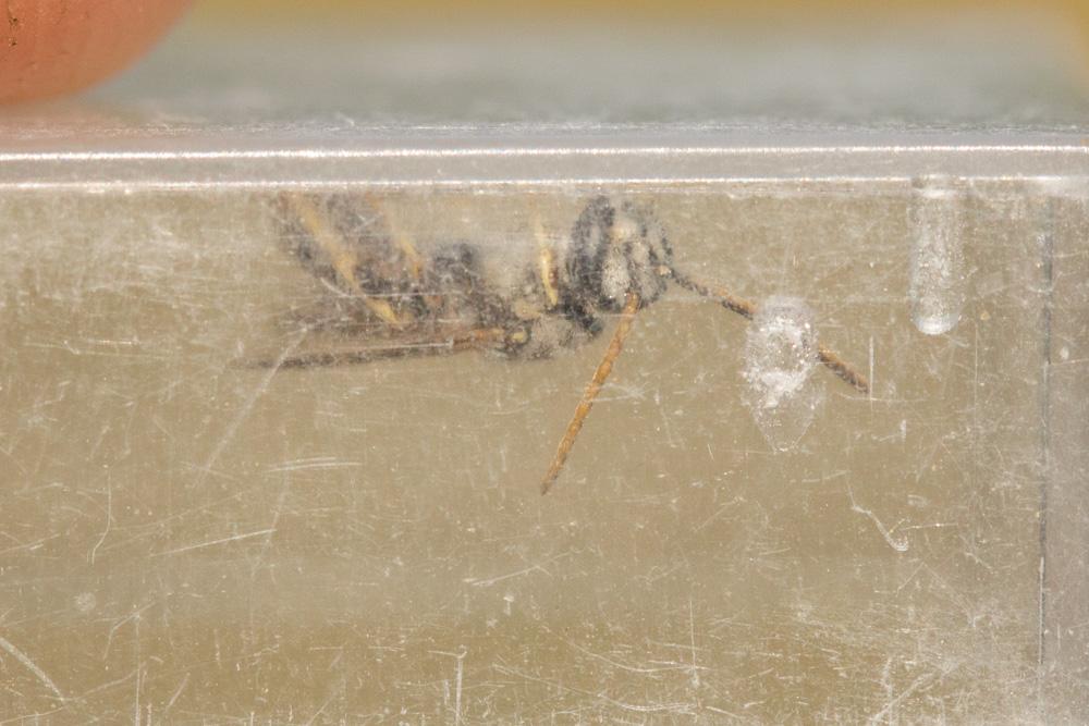  Lasioglossum malachurum (Kirby, 1802)