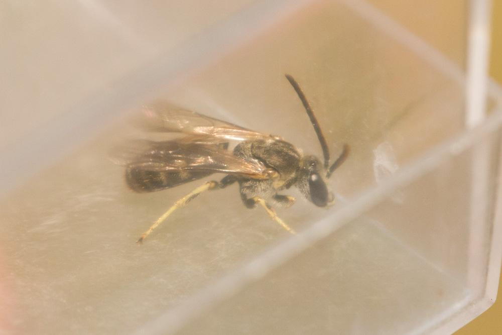  Lasioglossum malachurum (Kirby, 1802)