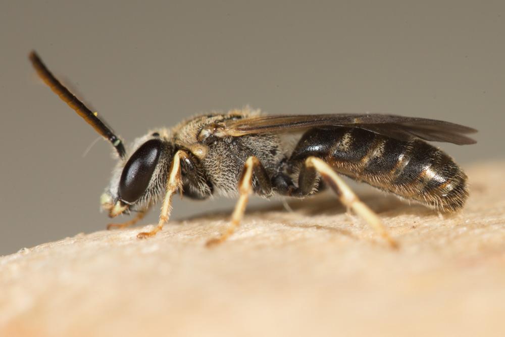  Lasioglossum malachurum (Kirby, 1802)