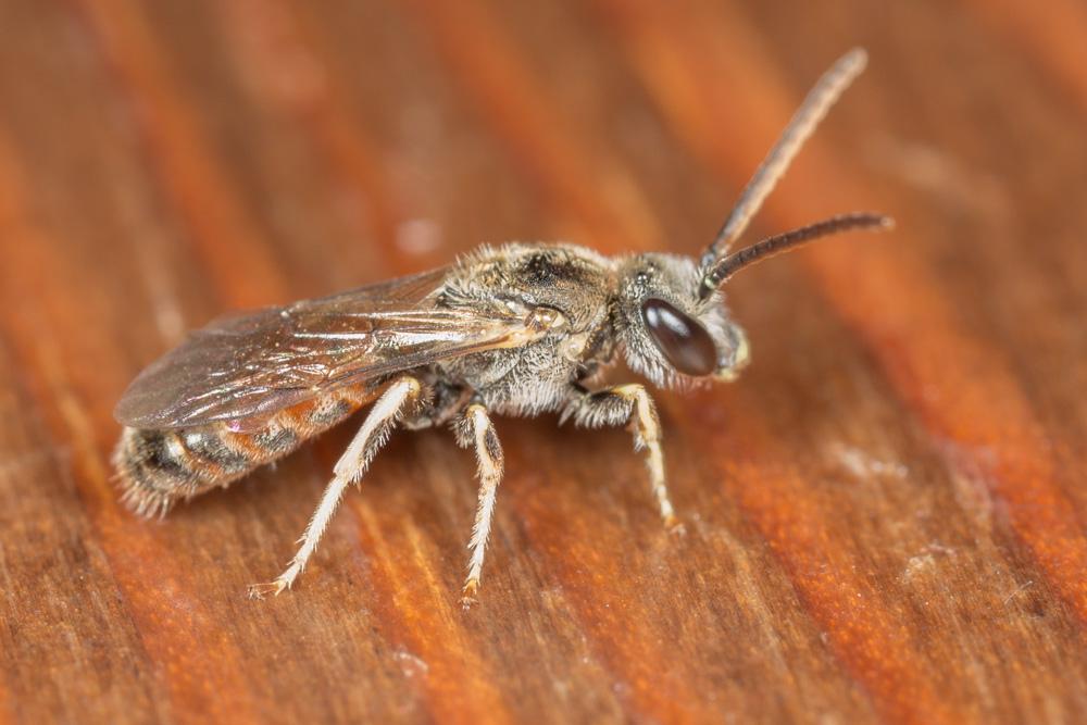  Lasioglossum malachurum (Kirby, 1802)