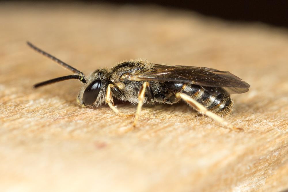  Lasioglossum malachurum (Kirby, 1802)