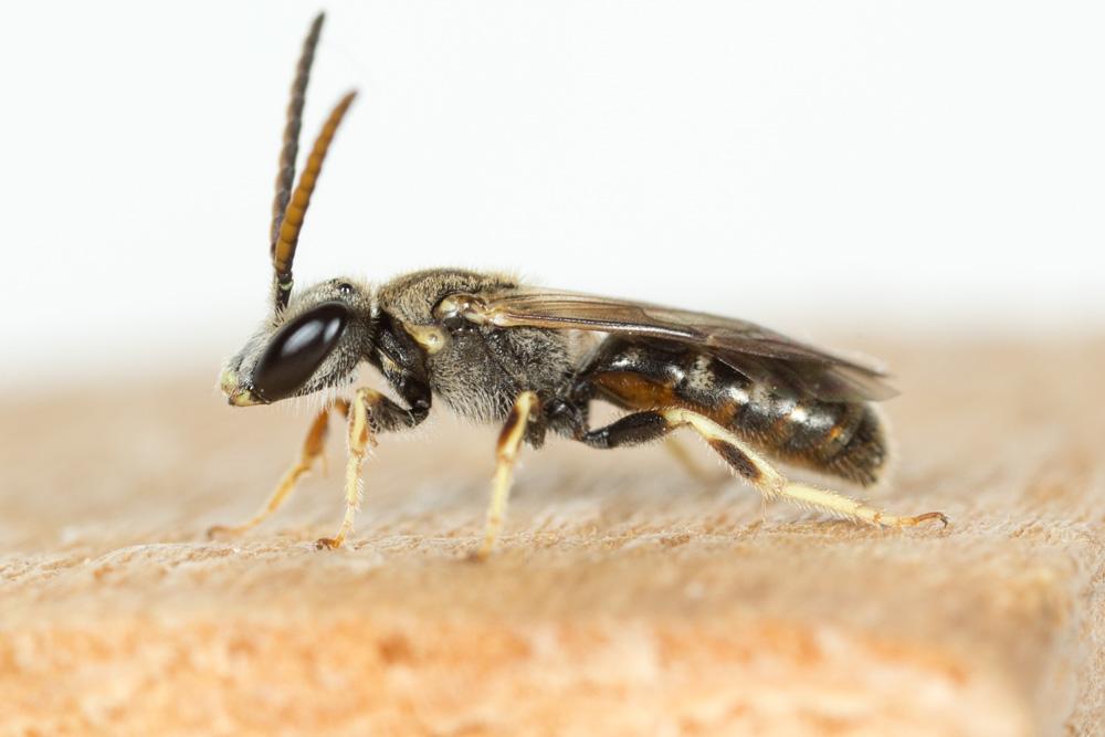  Lasioglossum malachurum (Kirby, 1802)
