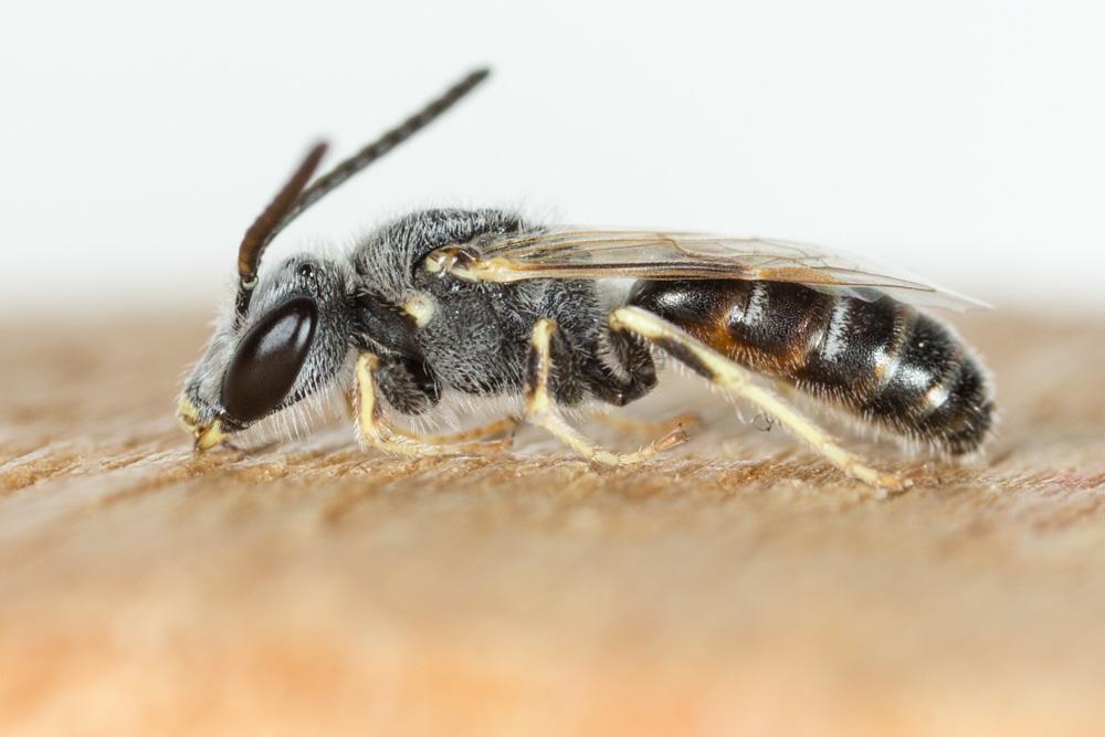 Lasioglossum malachurum (Kirby, 1802)