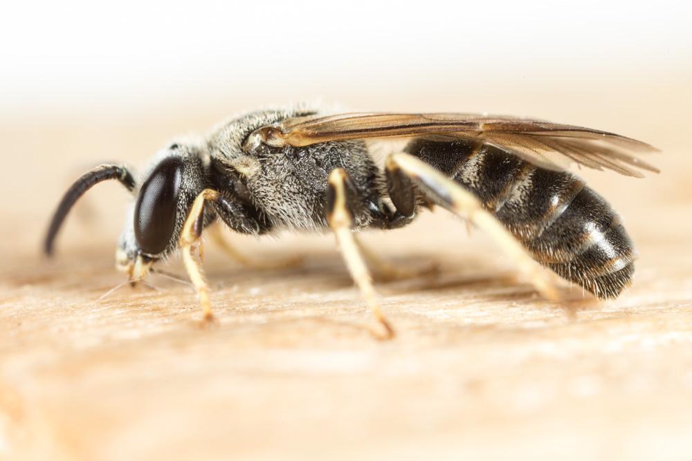  Lasioglossum malachurum (Kirby, 1802)