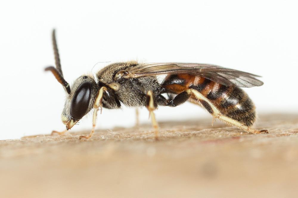  Lasioglossum malachurum (Kirby, 1802)