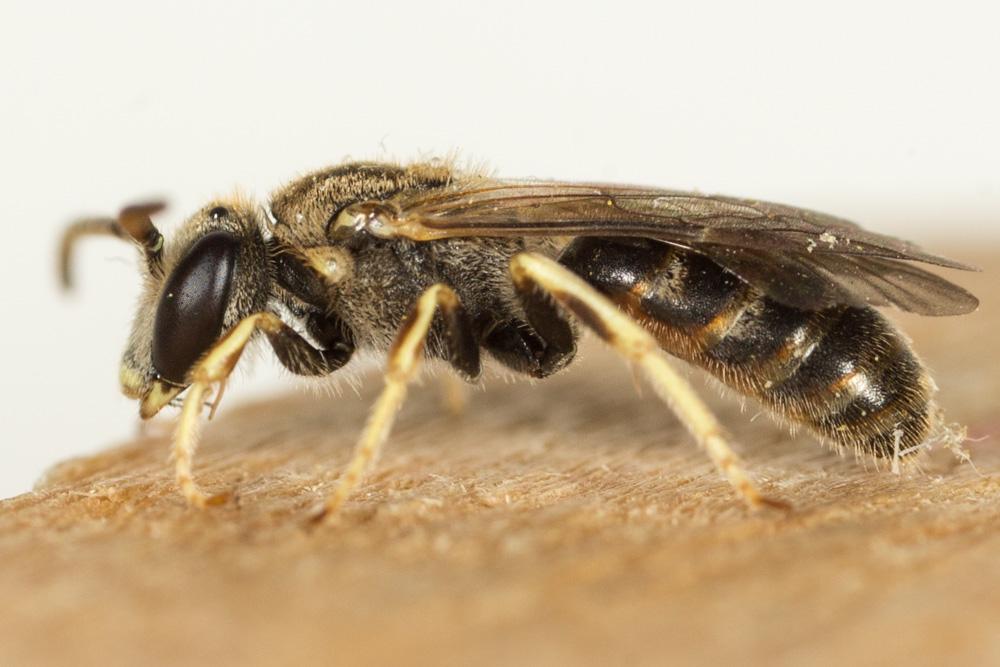  Lasioglossum malachurum (Kirby, 1802)