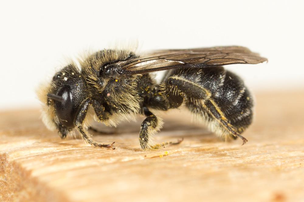  Osmia ligurica Morawitz, 1868
