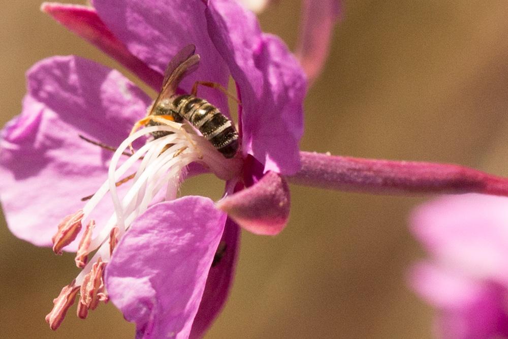  Seladonia tumulorum (Linnaeus, 1758)