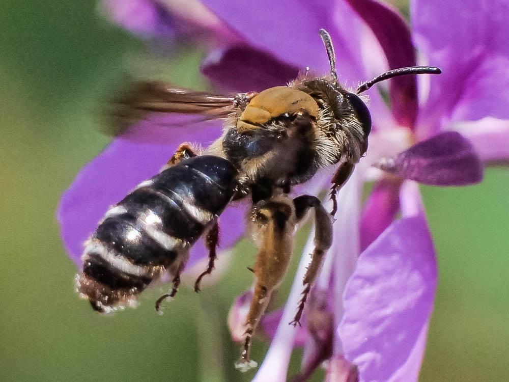  Andrena curvungula Thomson, 1870