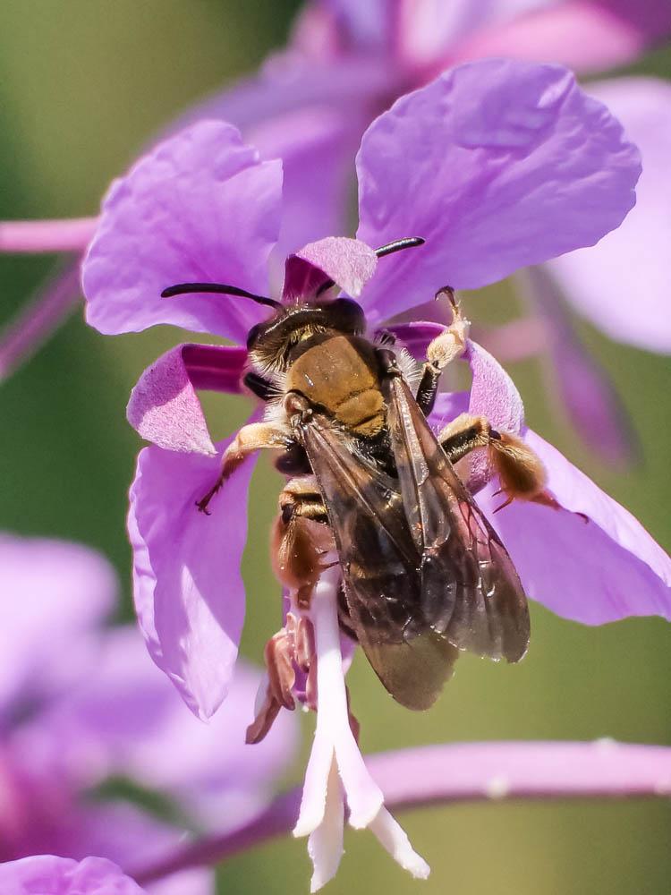  Andrena curvungula Thomson, 1870