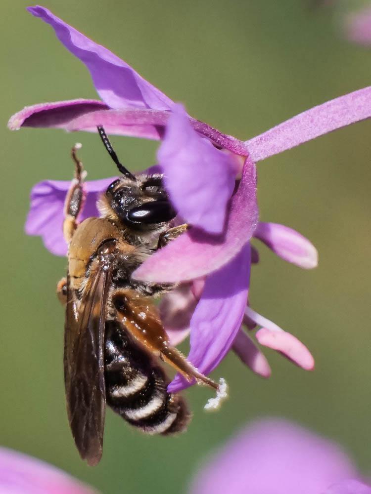  Andrena curvungula Thomson, 1870