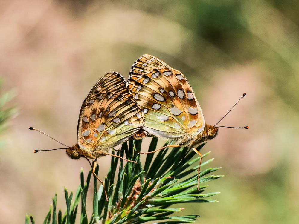 Grand Nacré (Le), Aglaé (L'), Moyen-Nacré (Le) Speyeria aglaja (Linnaeus, 1758)