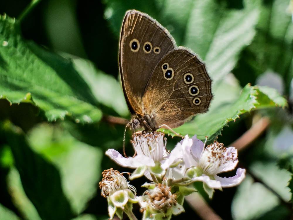 Tristan (Le) Aphantopus hyperantus (Linnaeus, 1758)