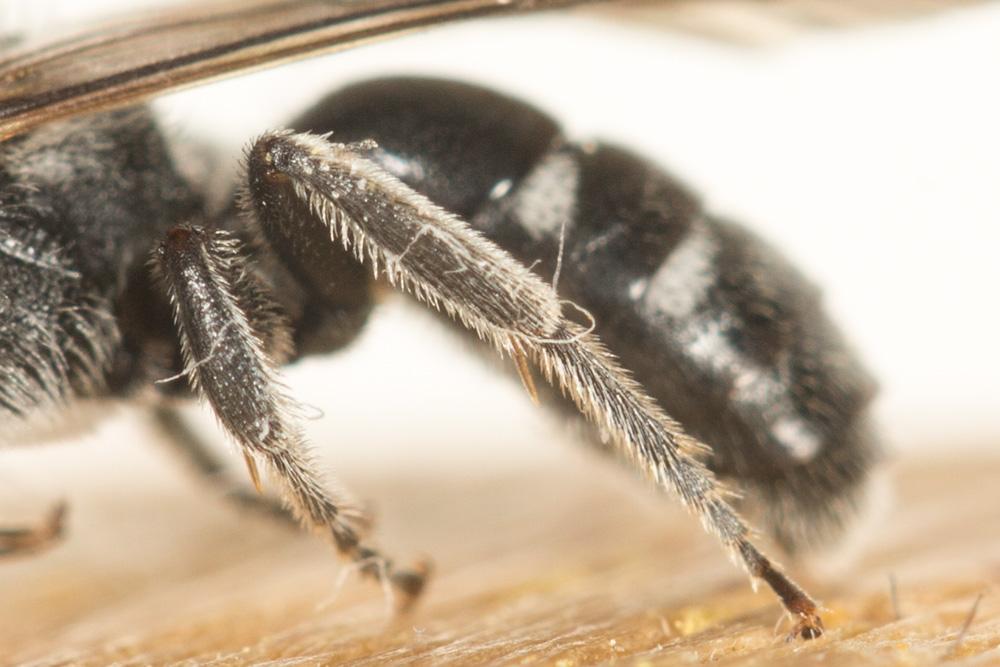  Lasioglossum costulatum (Kriechbaumer, 1873)