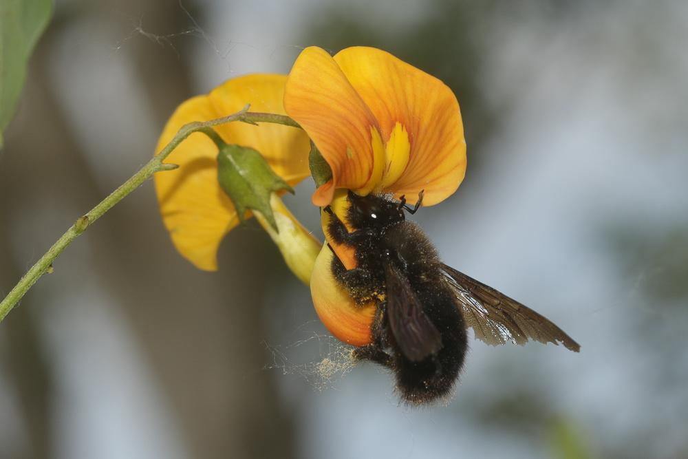 Abeille charpentière, Xylocope violet Xylocopa violacea (Linnaeus, 1758)