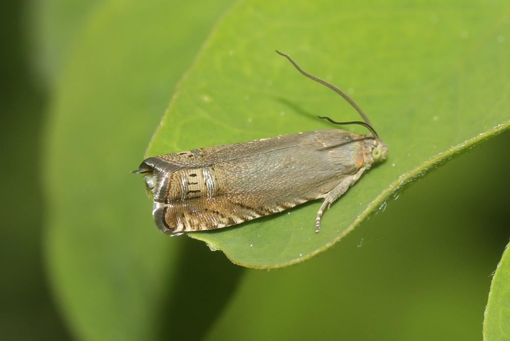  Grapholita nebritana (Treitschke, 1830)