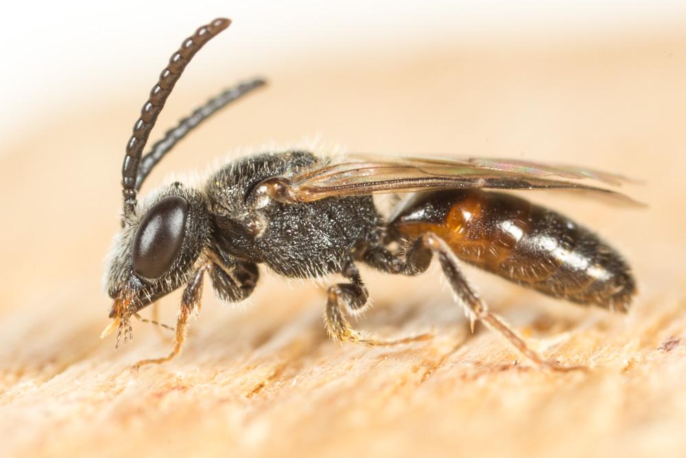  Sphecodes crassus Thomson, 1870