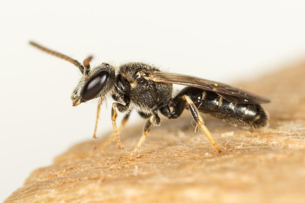 Lasioglossum pauxillum (Schenck, 1853)