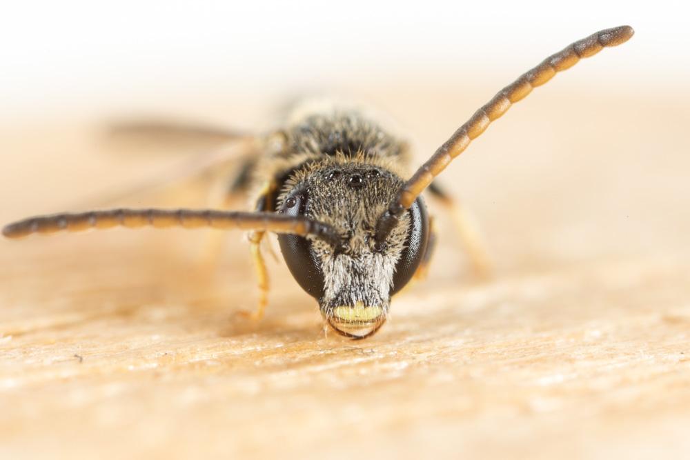  Lasioglossum pauxillum (Schenck, 1853)