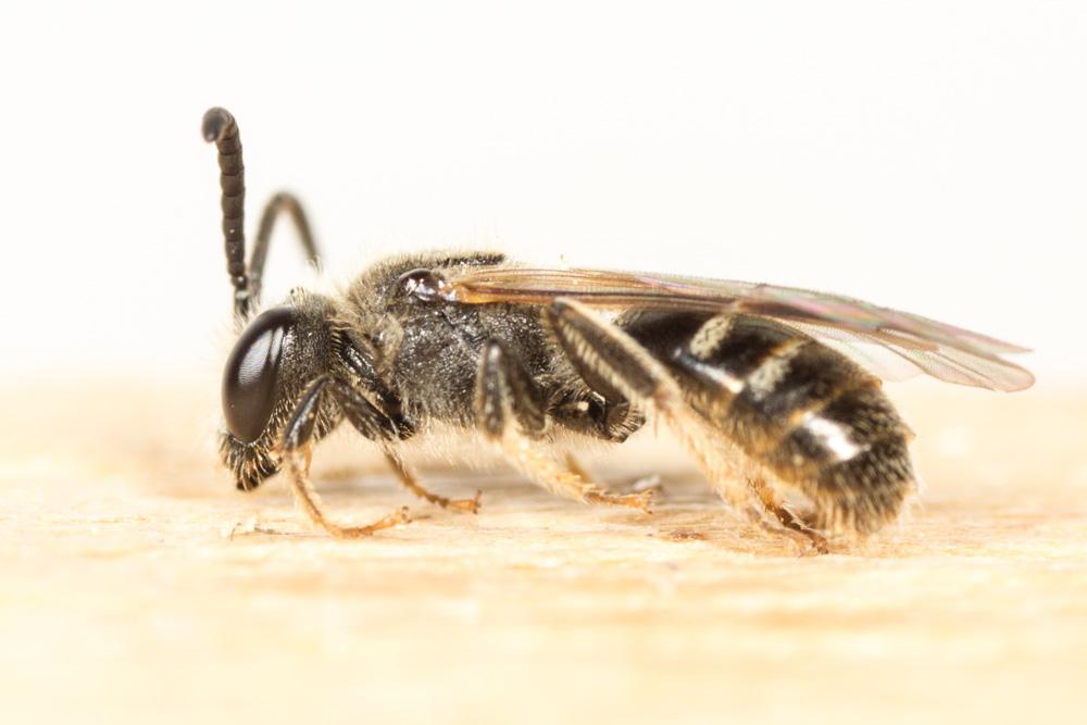  Lasioglossum pallens (Brullé, 1832)
