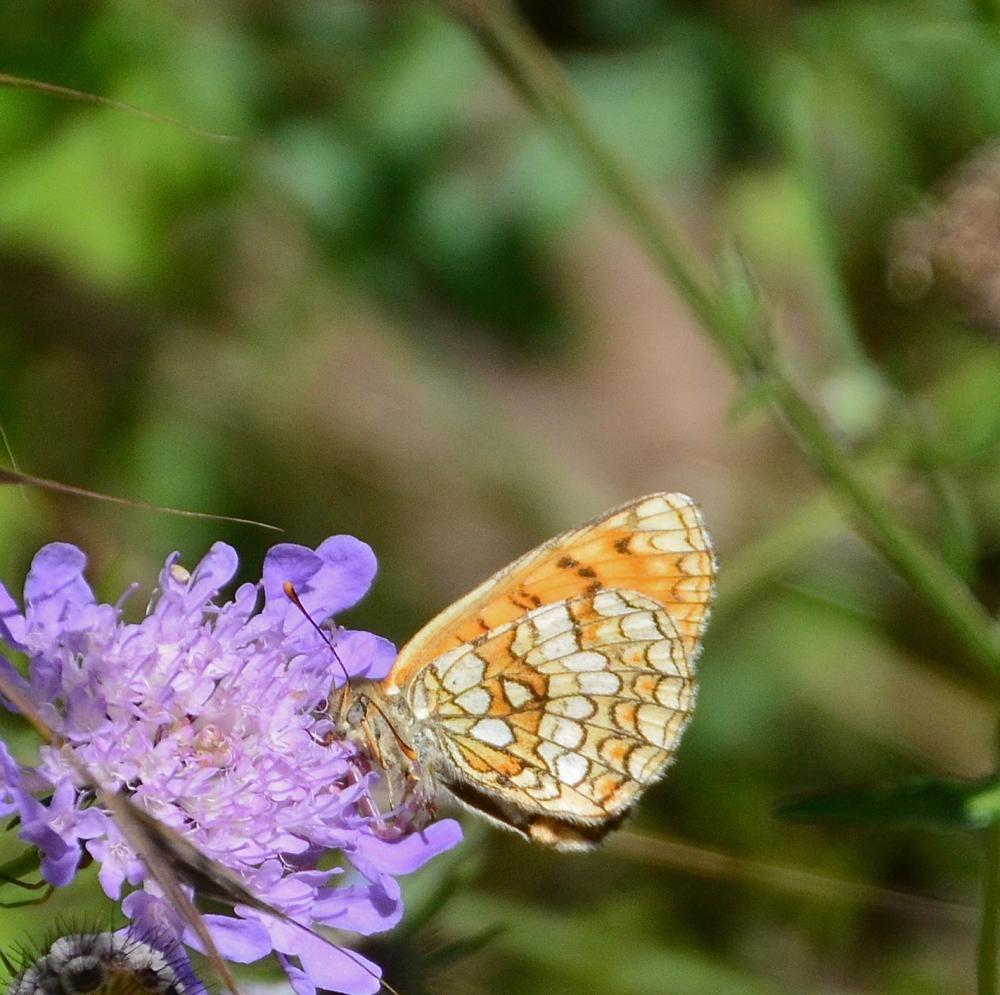 Mélitée de la Lancéole (La), Mélitée des Scabieuse Melitaea parthenoides Keferstein, 1851