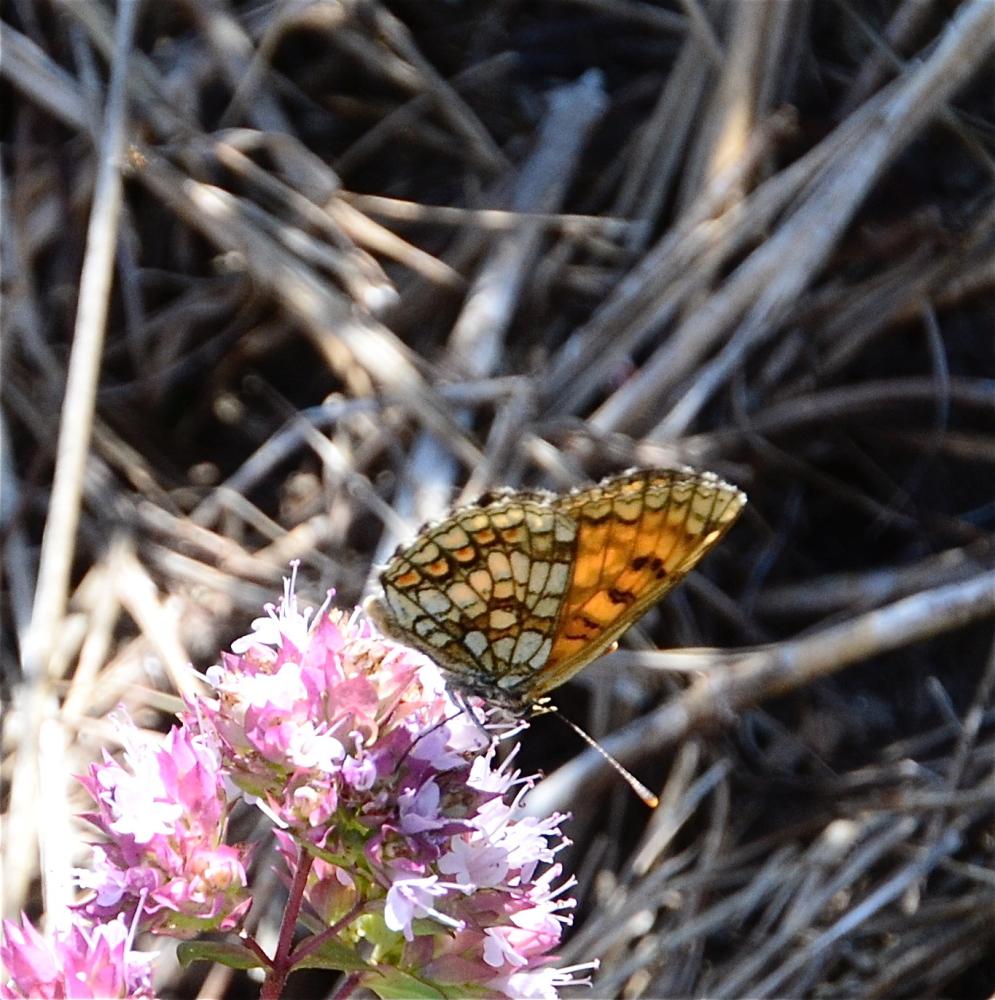 Mélitée de la Lancéole (La), Mélitée des Scabieuse Melitaea parthenoides Keferstein, 1851