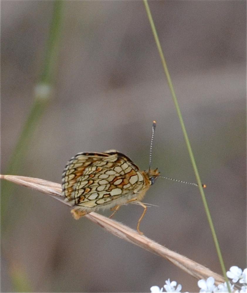 Mélitée de la Lancéole (La), Mélitée des Scabieuse Melitaea parthenoides Keferstein, 1851