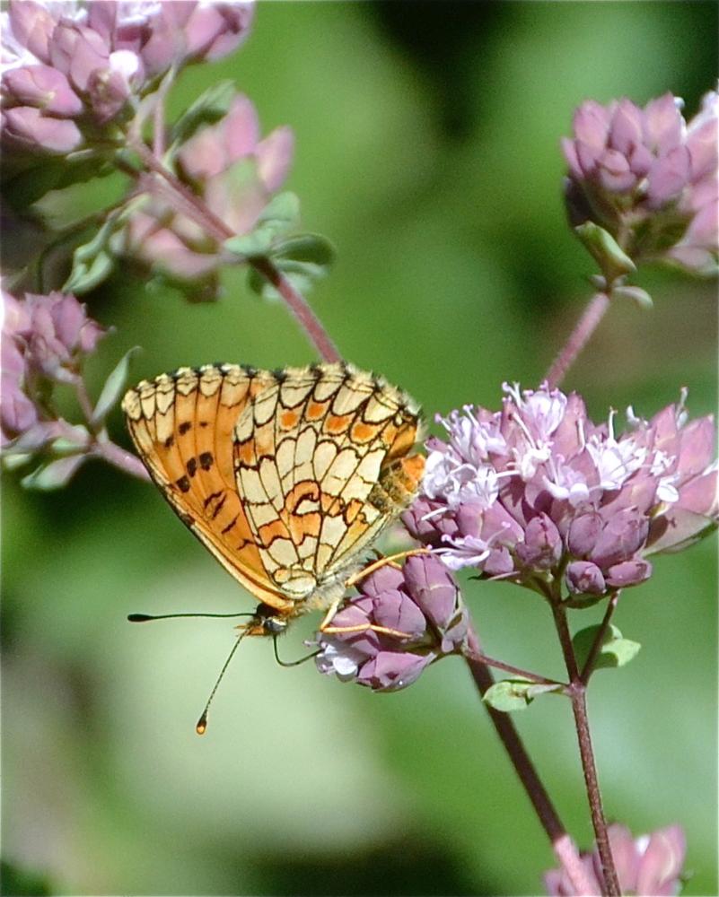 Mélitée de la Lancéole (La), Mélitée des Scabieuse Melitaea parthenoides Keferstein, 1851