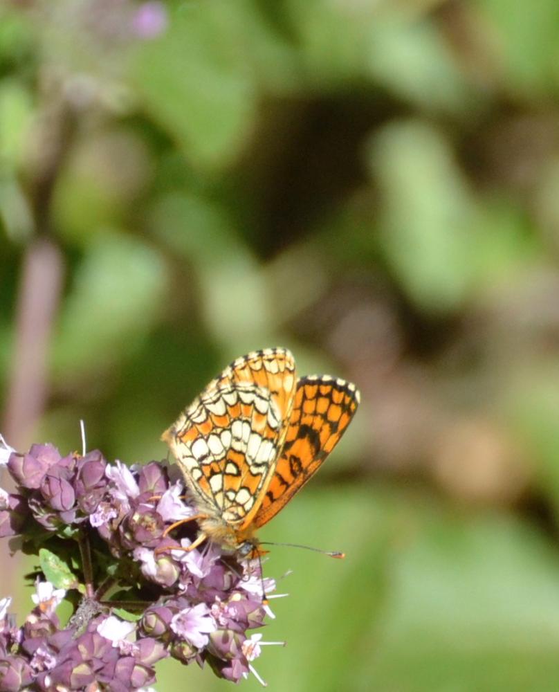 Mélitée de la Lancéole (La), Mélitée des Scabieuse Melitaea parthenoides Keferstein, 1851