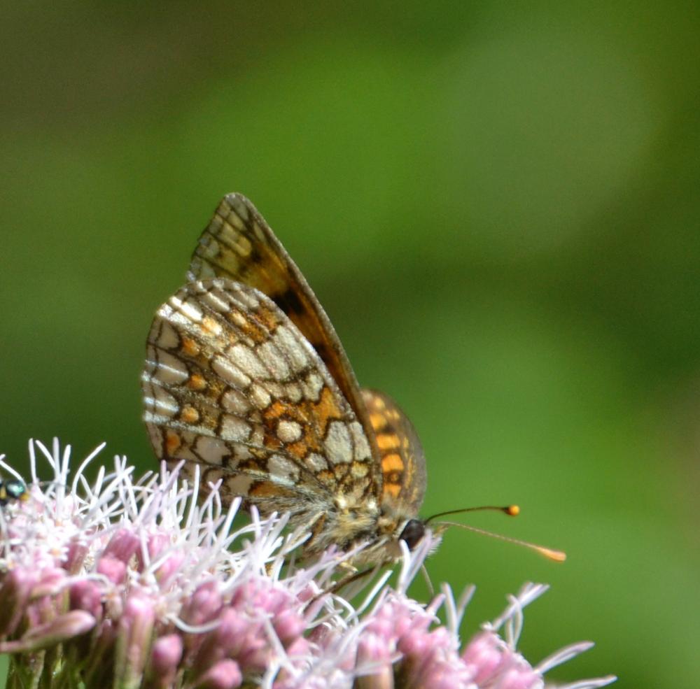 Mélitée de la Lancéole (La), Mélitée des Scabieuse Melitaea parthenoides Keferstein, 1851