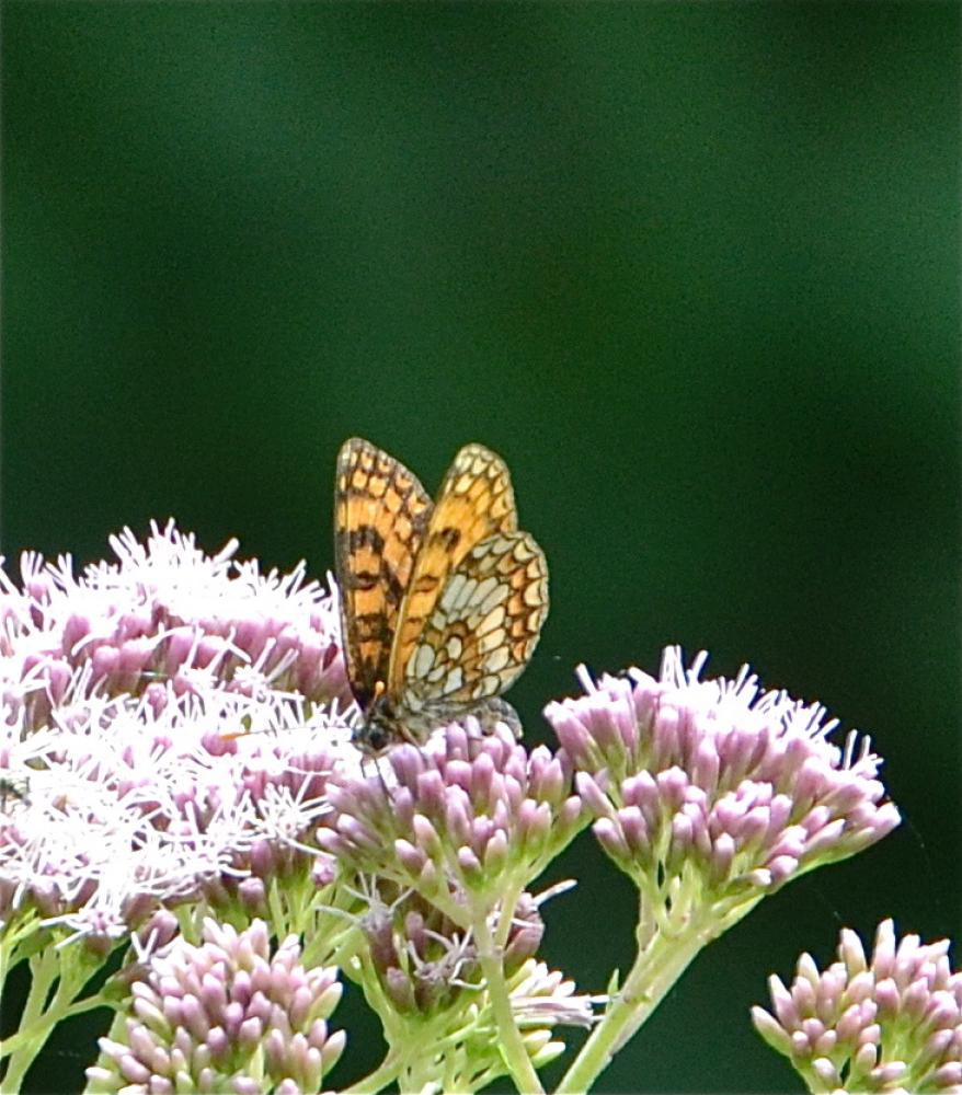 Mélitée de la Lancéole (La), Mélitée des Scabieuse Melitaea parthenoides Keferstein, 1851