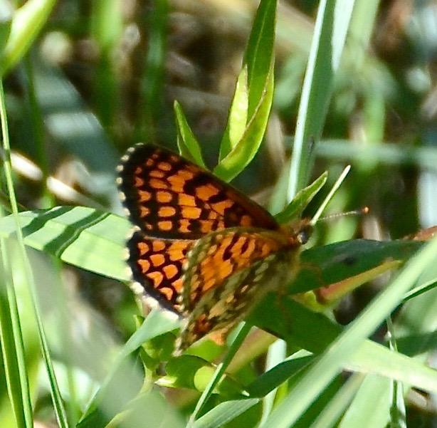 Mélitée de la Lancéole (La), Mélitée des Scabieuse Melitaea parthenoides Keferstein, 1851