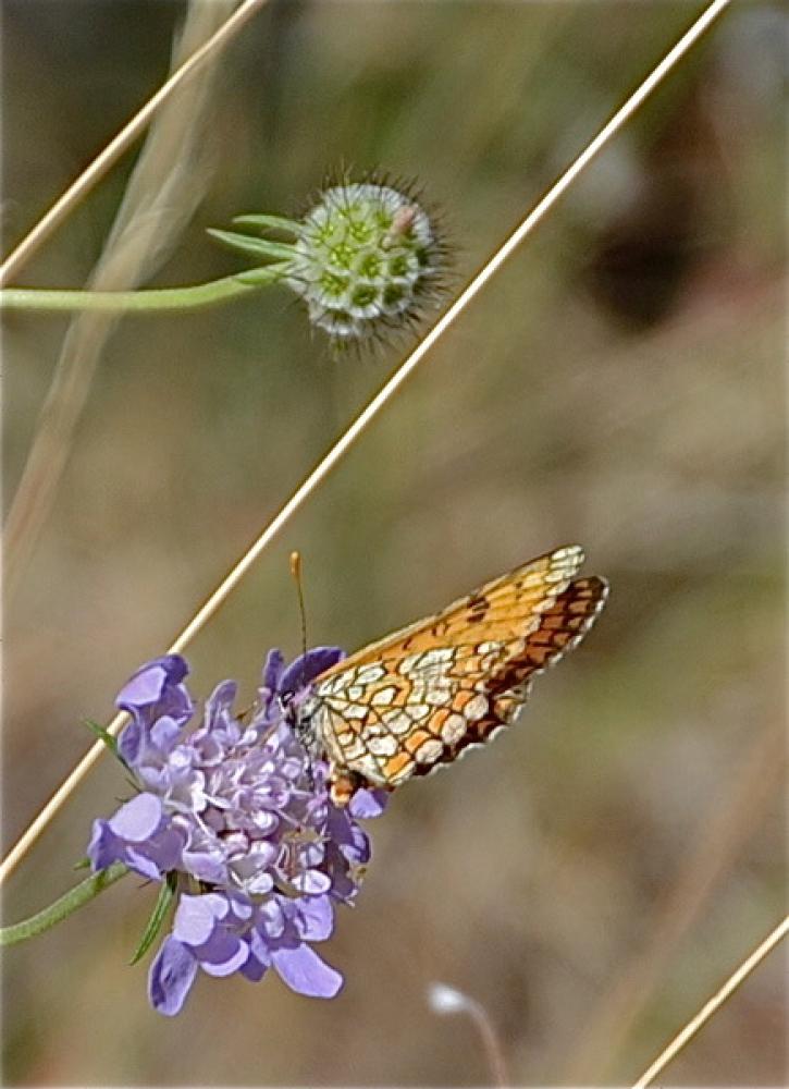 Mélitée de la Lancéole (La), Mélitée des Scabieuse Melitaea parthenoides Keferstein, 1851